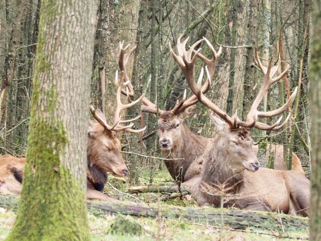 Royal Veluwe Villa Putten Bagian luar foto